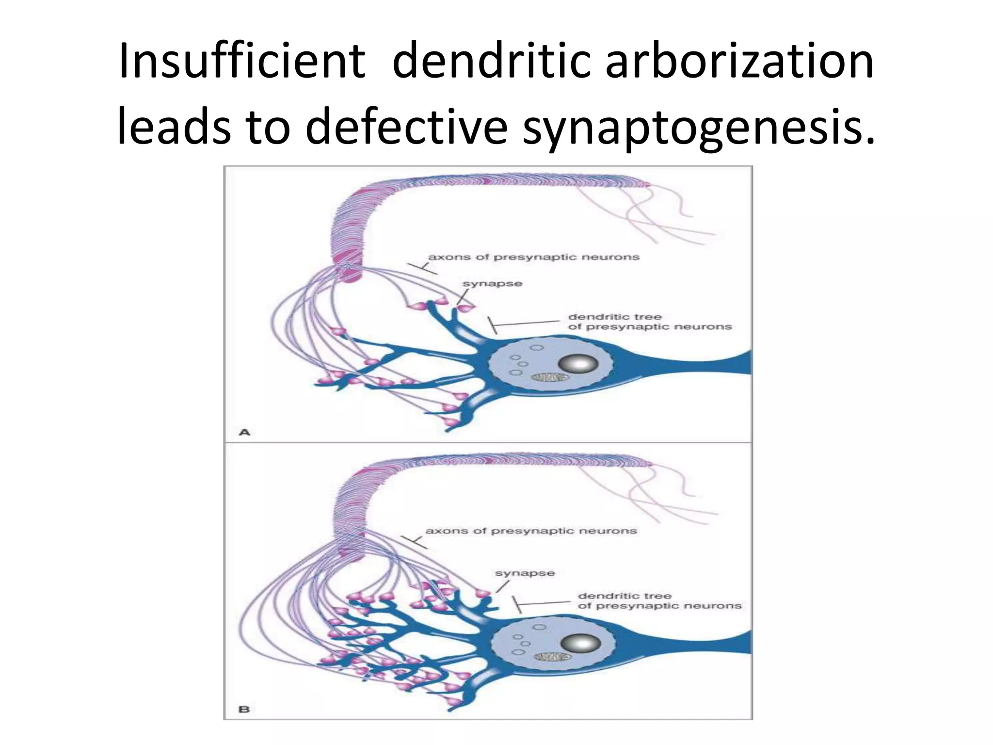 Insufficient dendritic arborization
leads to defective synaptogenesis.
 