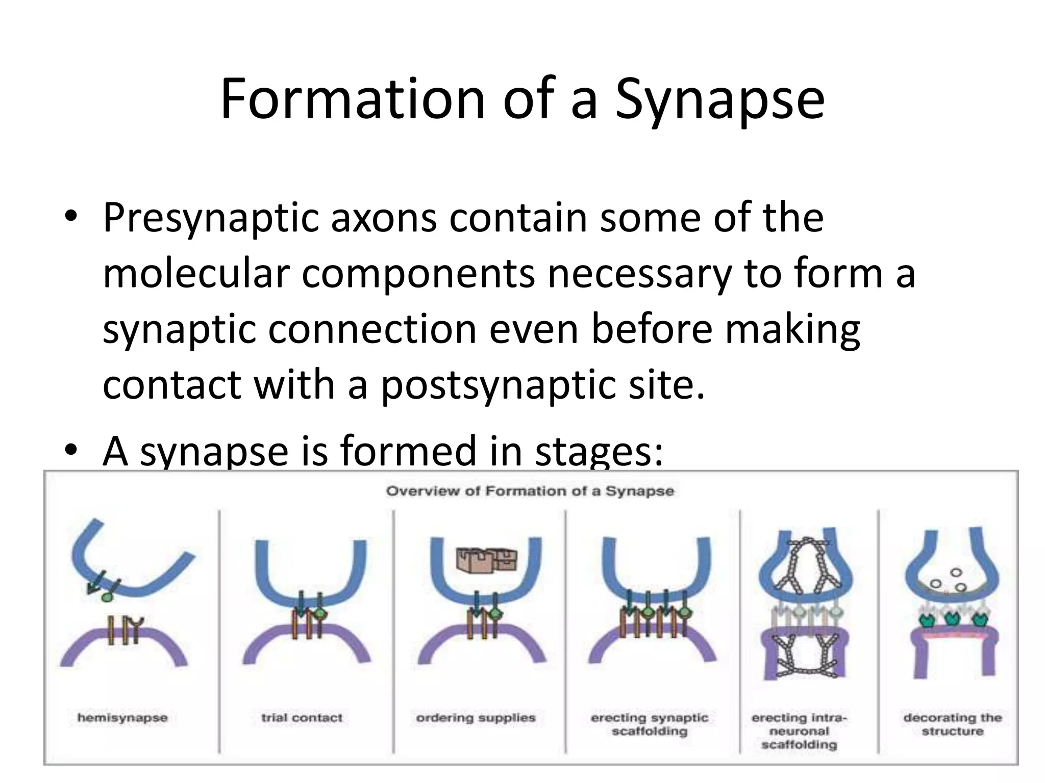 Formation of a Synapse
• Presynaptic axons contain some of the
  molecular components necessary to form a
  synaptic connection even before making
  contact with a postsynaptic site.
• A synapse is formed in stages:
 