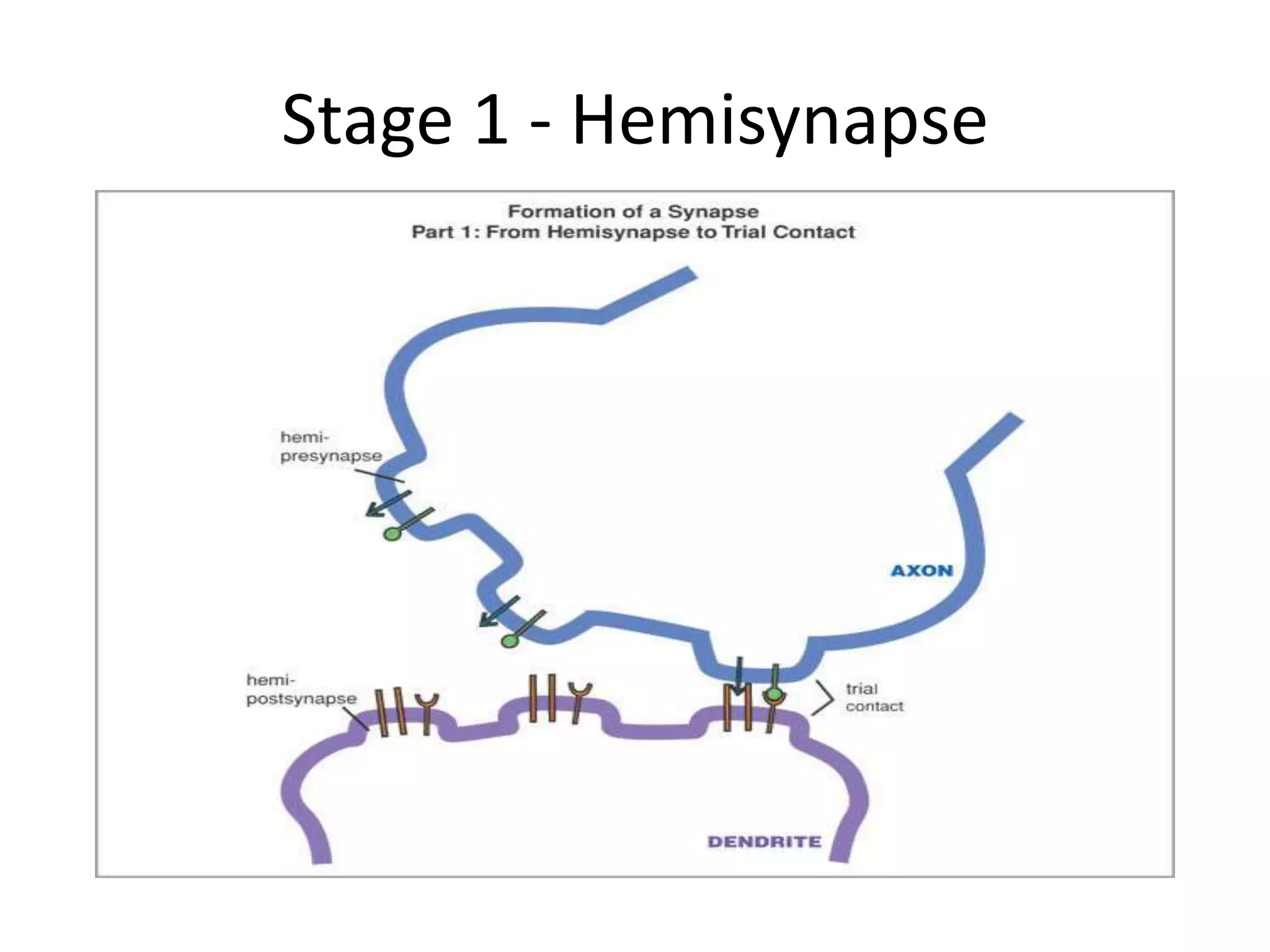 Stage 1 - Hemisynapse
 
