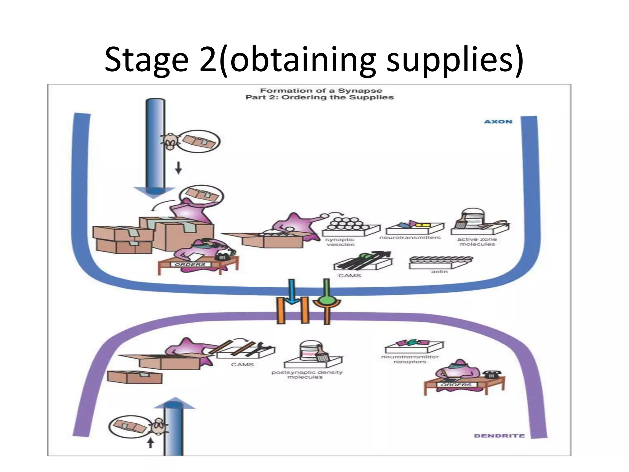 Stage 2(obtaining supplies)
 