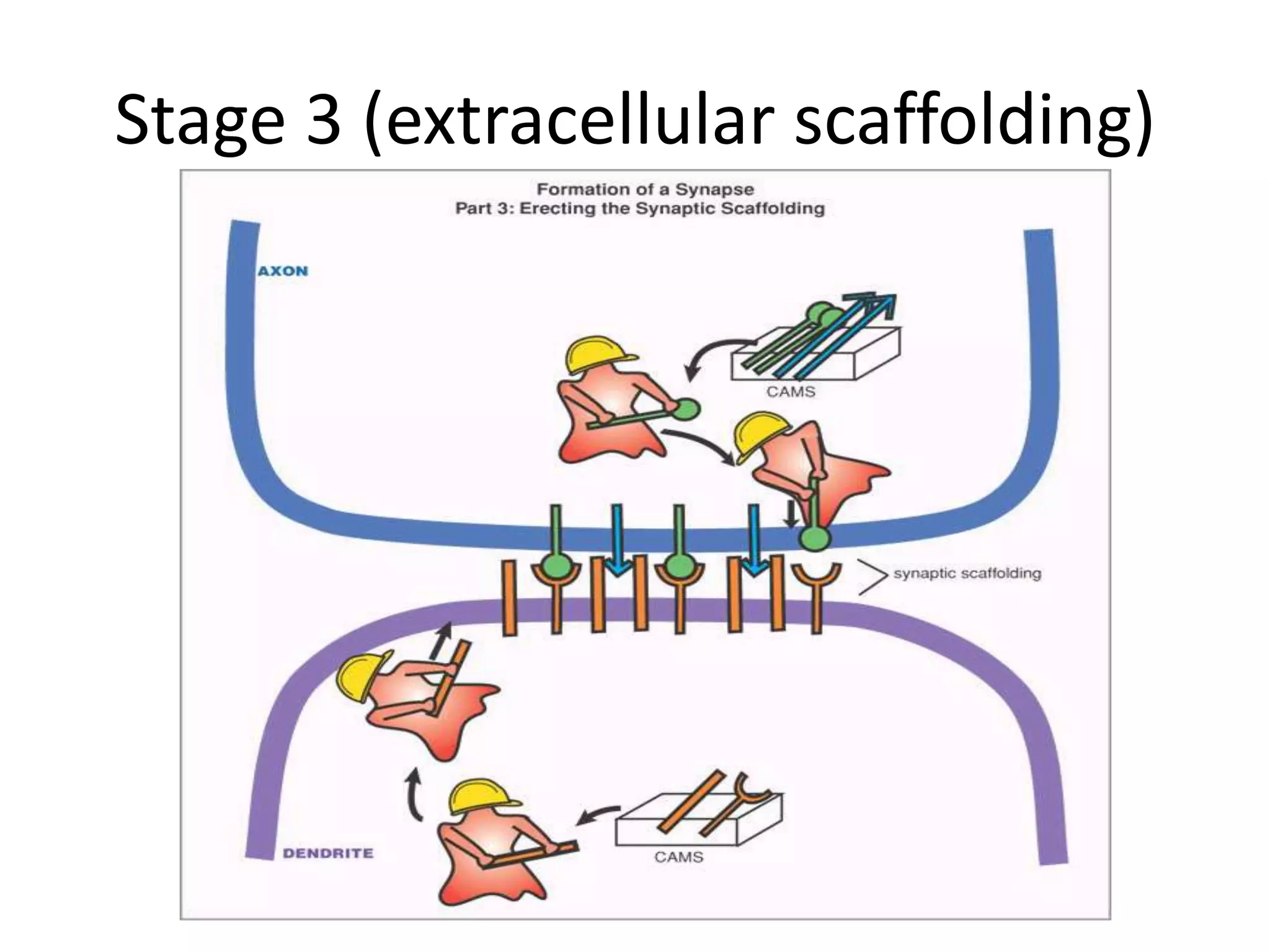 Stage 3 (extracellular scaffolding)
 