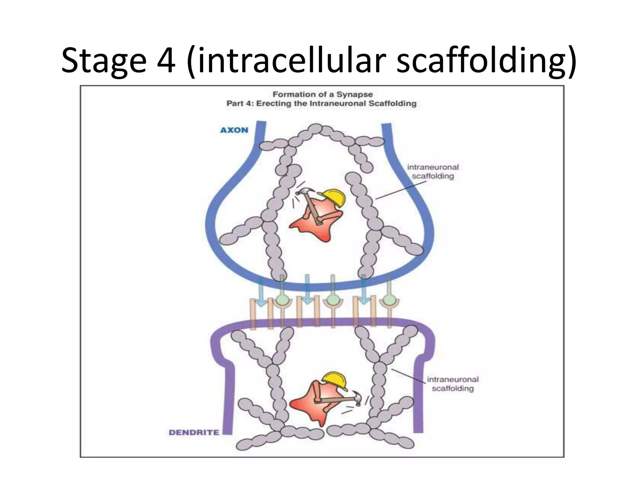 Stage 4 (intracellular scaffolding)
 
