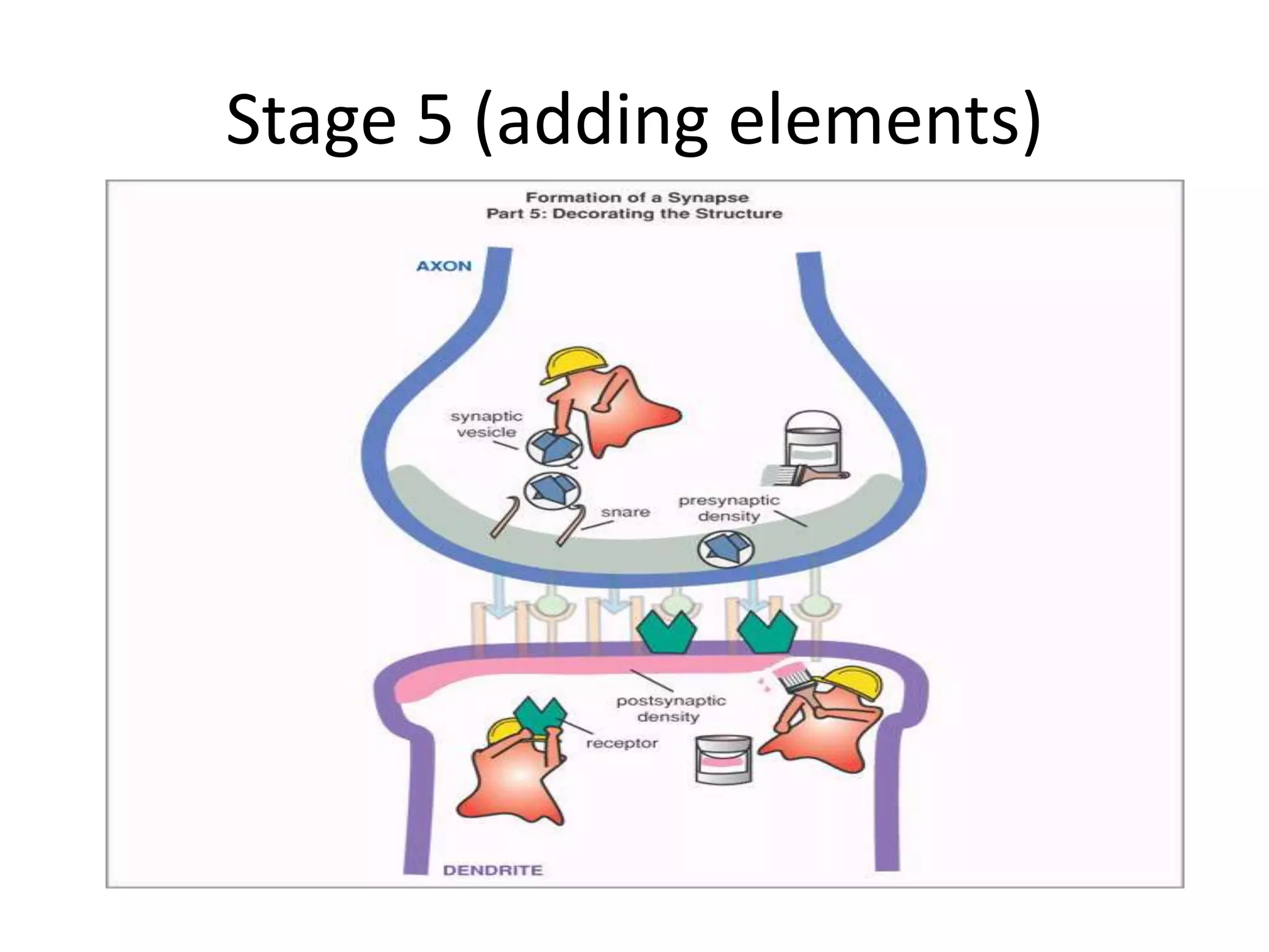 Stage 5 (adding elements)
 