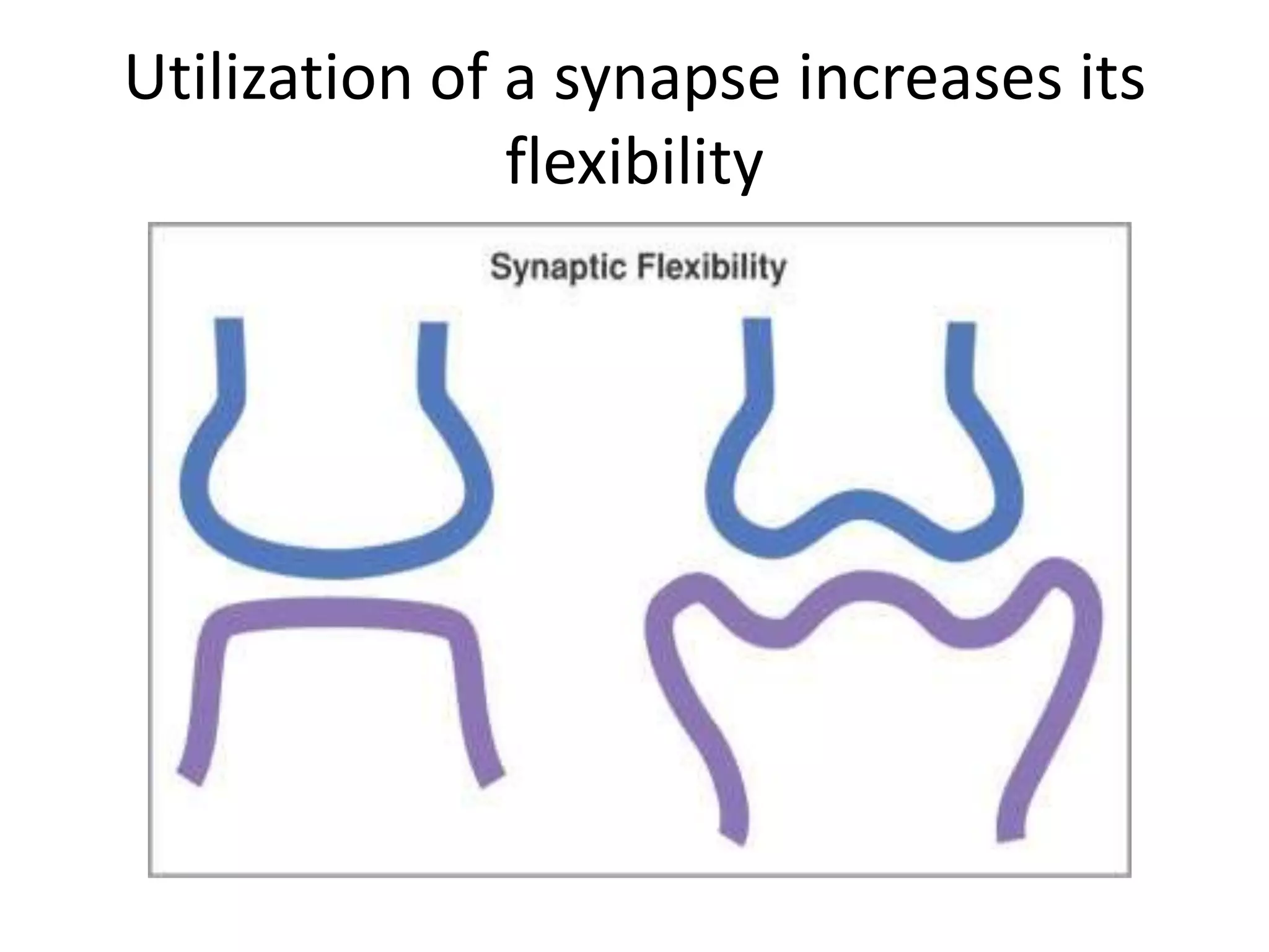 Utilization of a synapse increases its
               flexibility
 