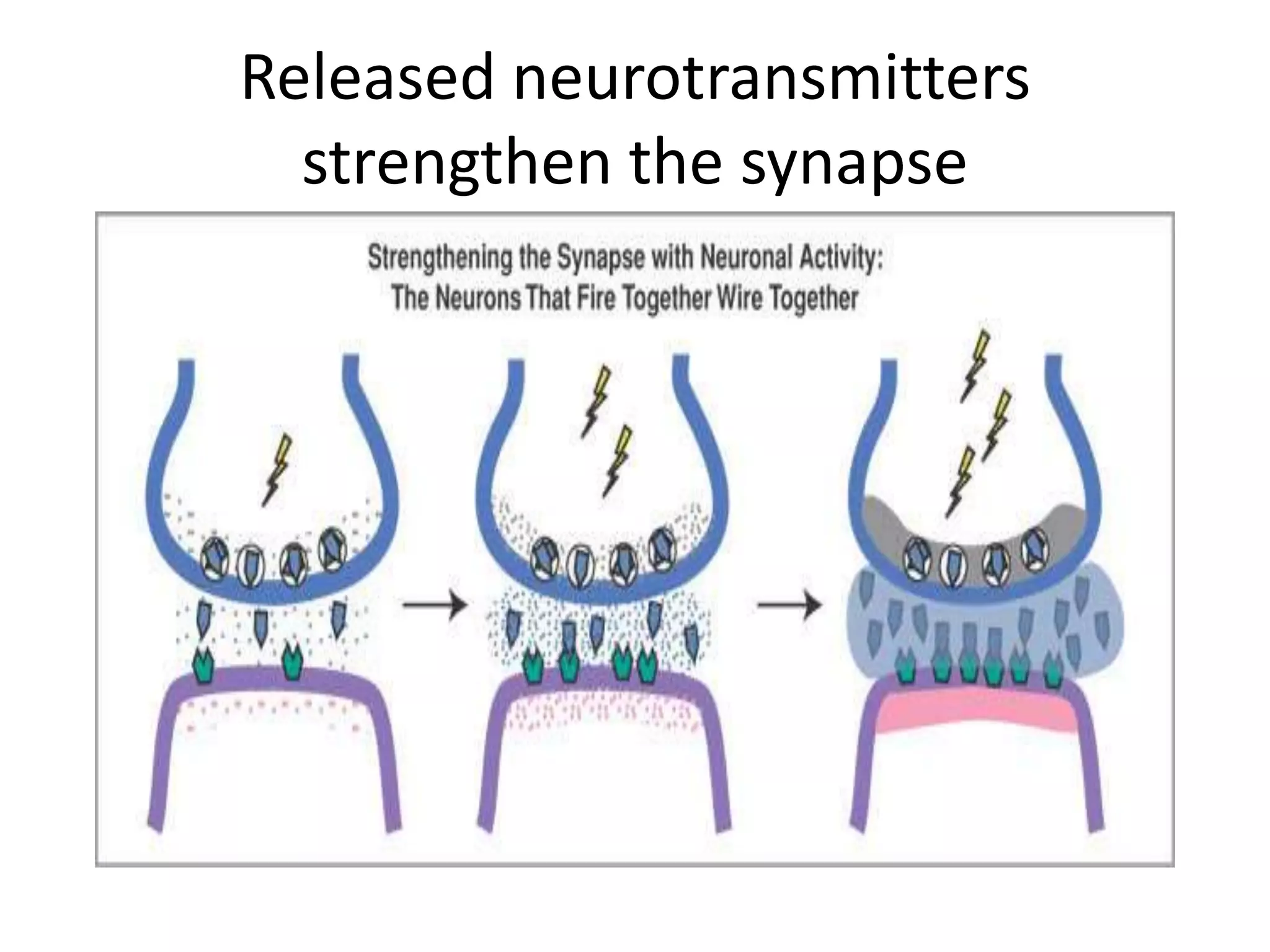 Released neurotransmitters
  strengthen the synapse
 