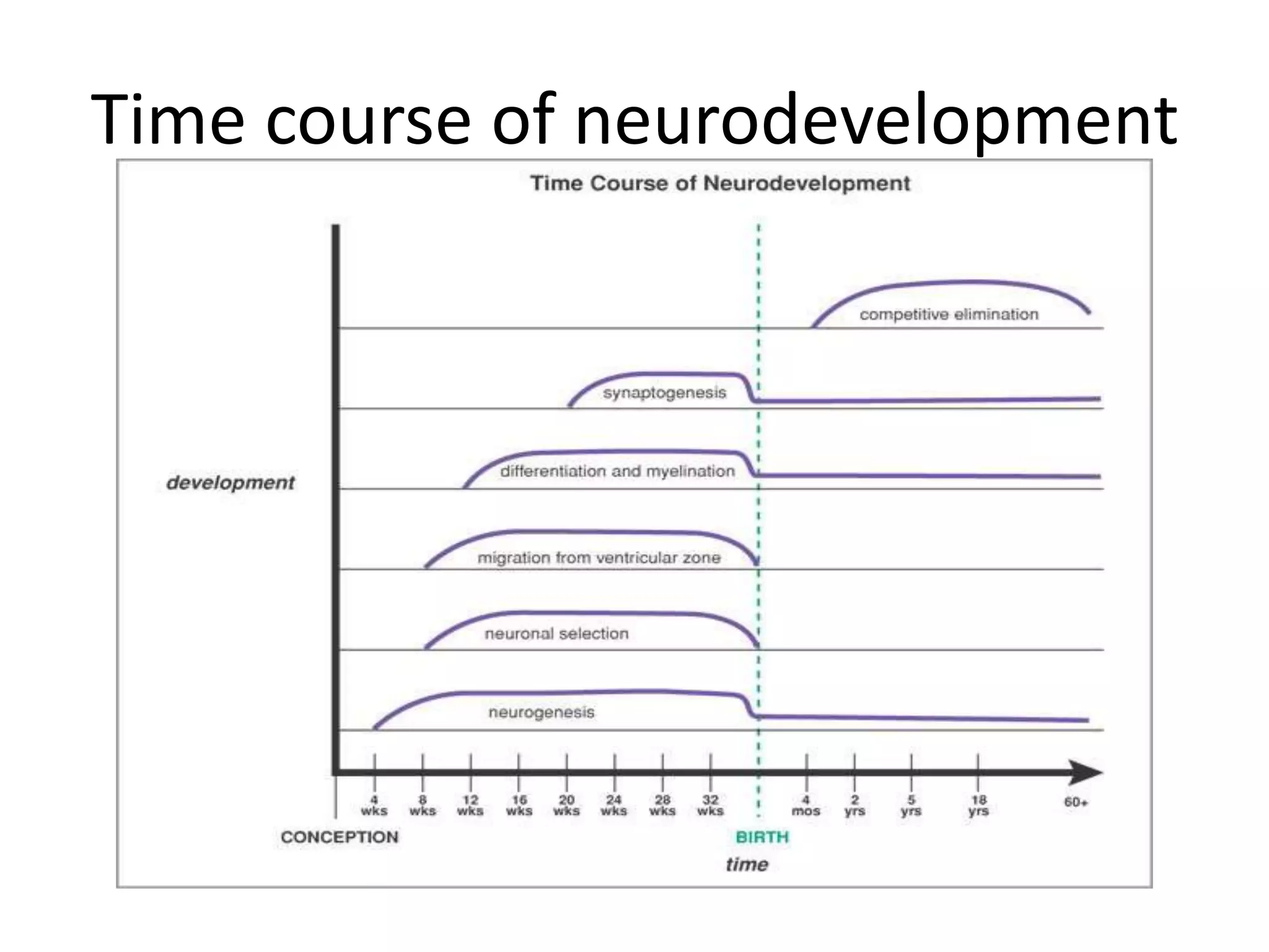 Time course of neurodevelopment
 