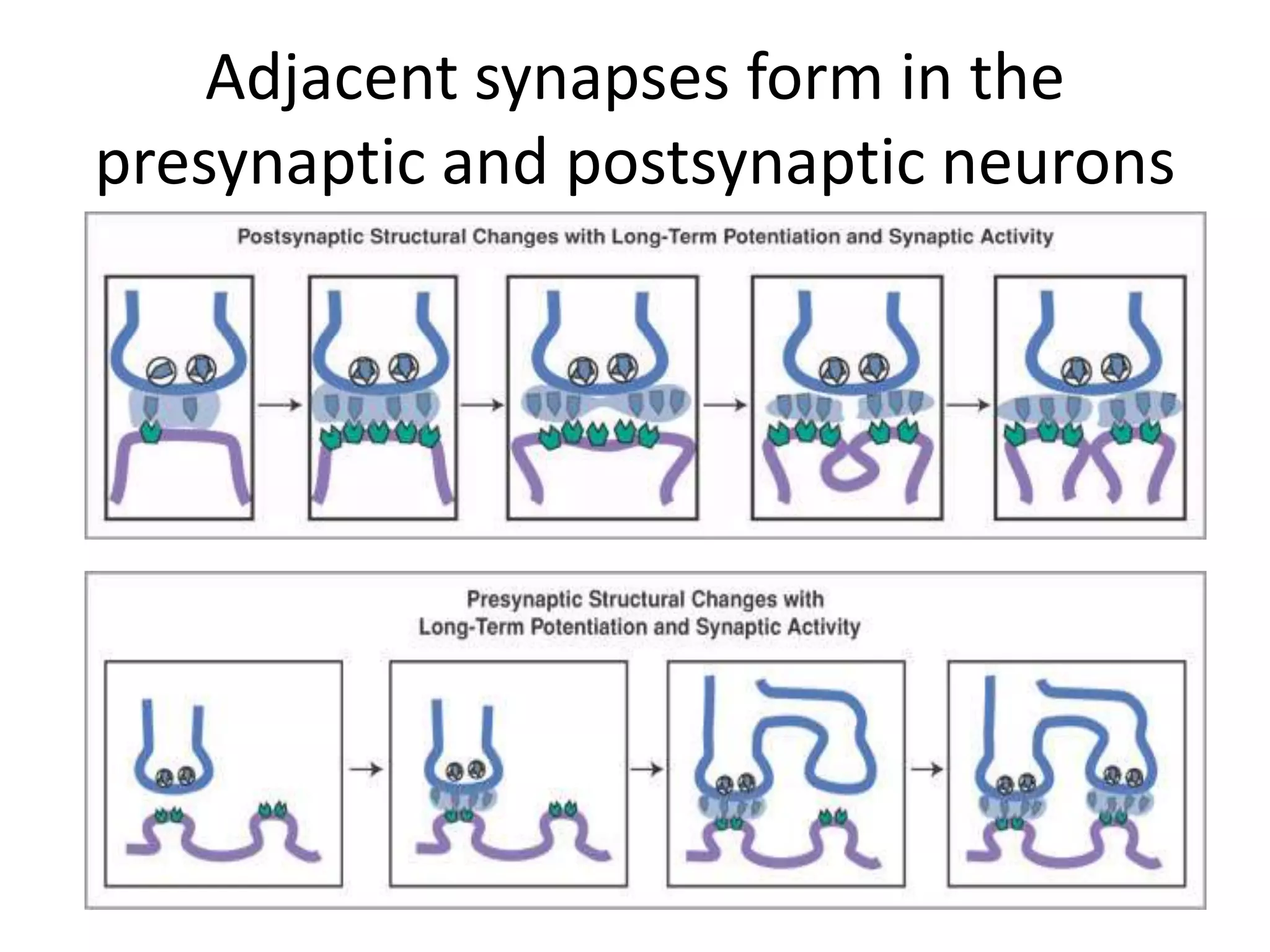 Adjacent synapses form in the
presynaptic and postsynaptic neurons
 