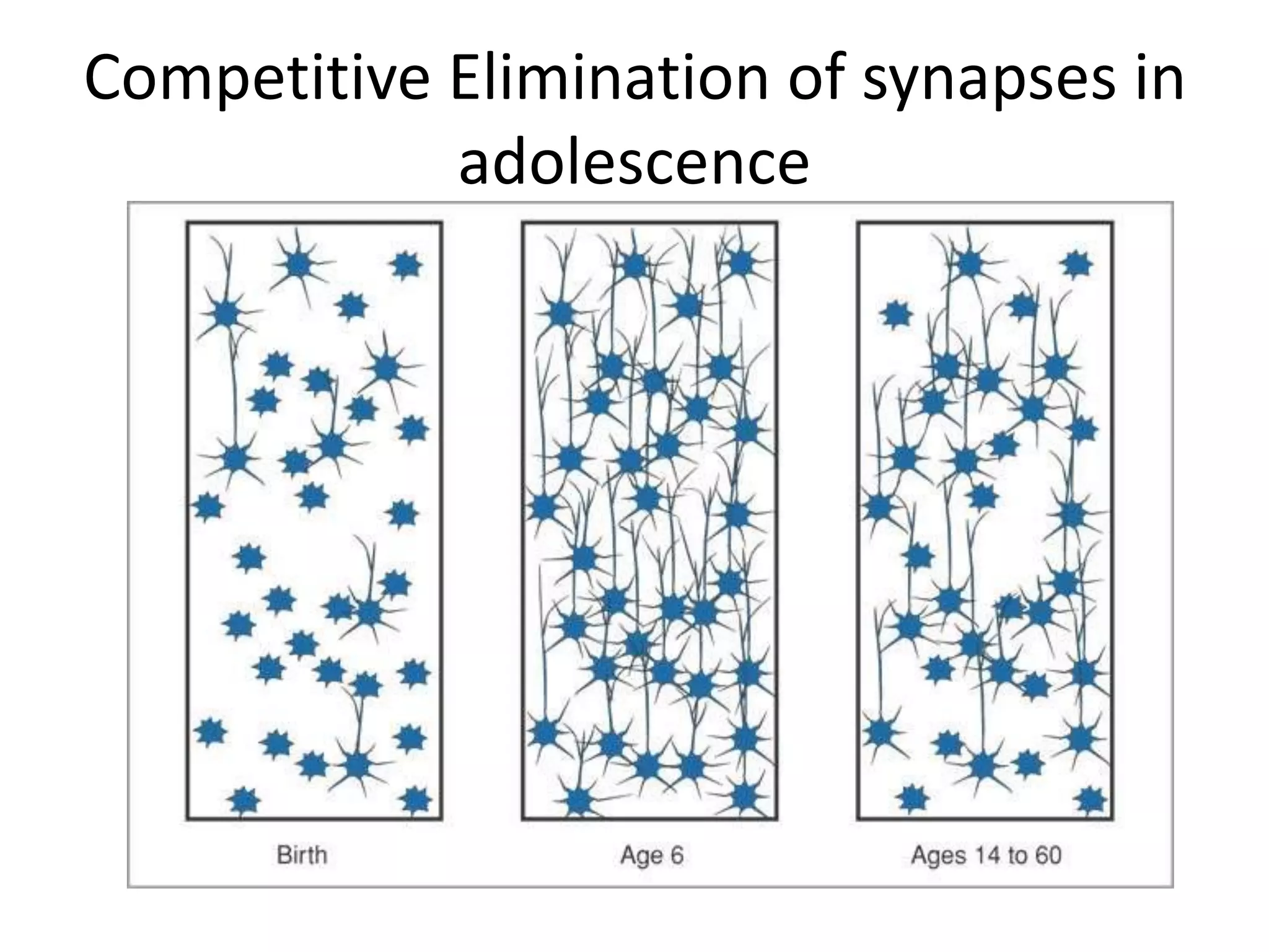 Competitive Elimination of synapses in
            adolescence
 