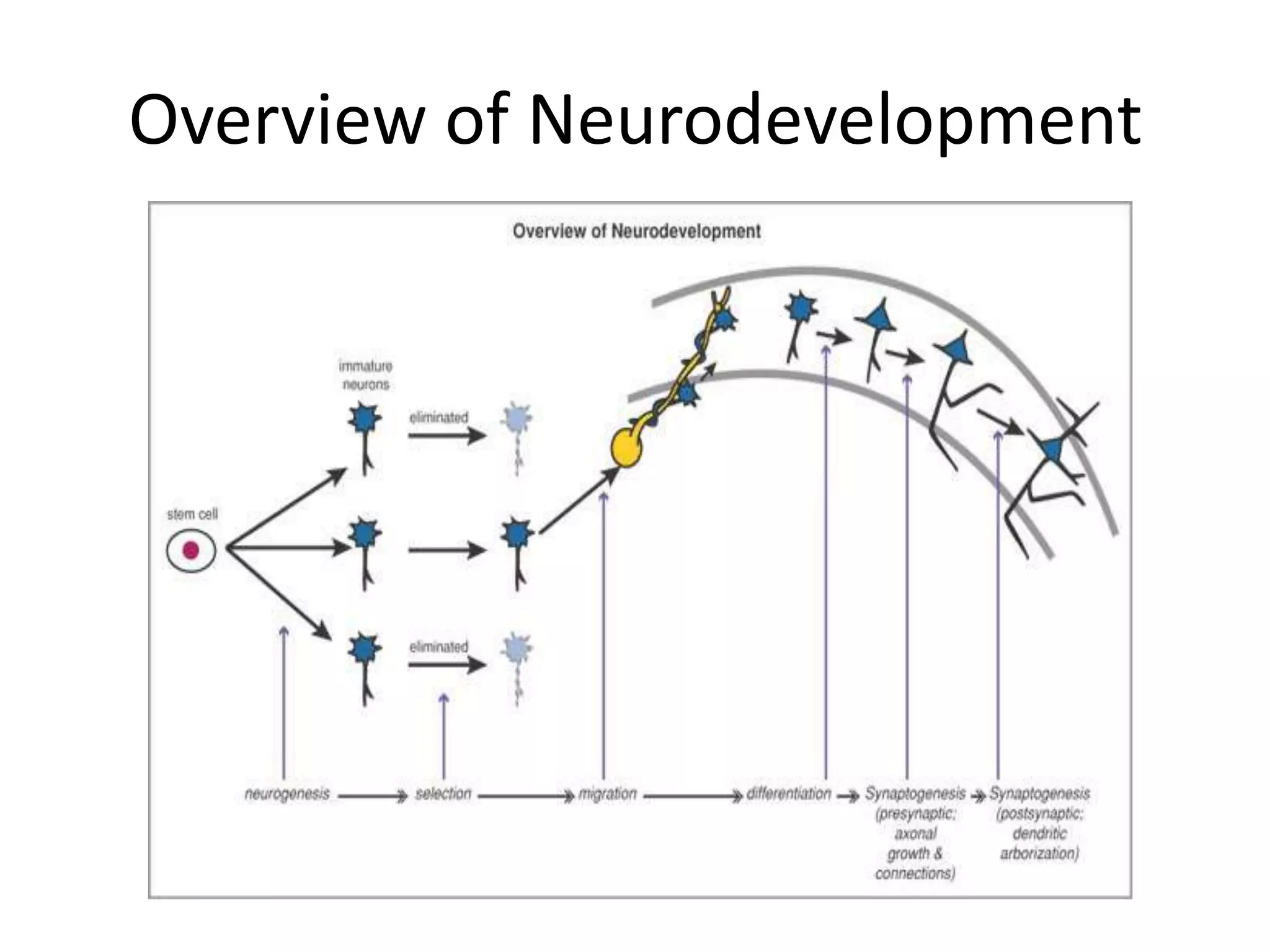 Overview of Neurodevelopment
 