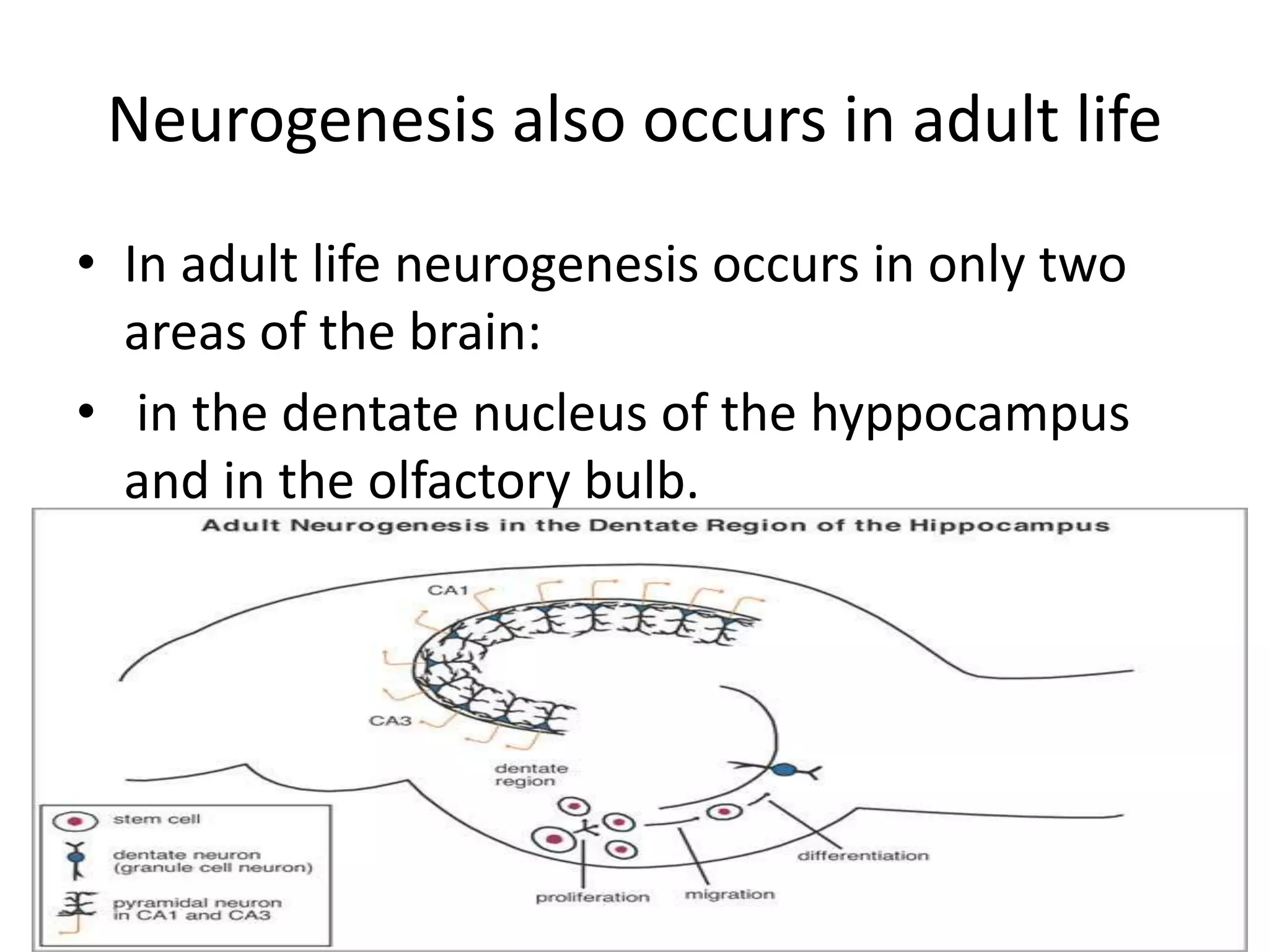 Neurogenesis also occurs in adult life
• In adult life neurogenesis occurs in only two
  areas of the brain:
• in the dentate nucleus of the hyppocampus
  and in the olfactory bulb.
 