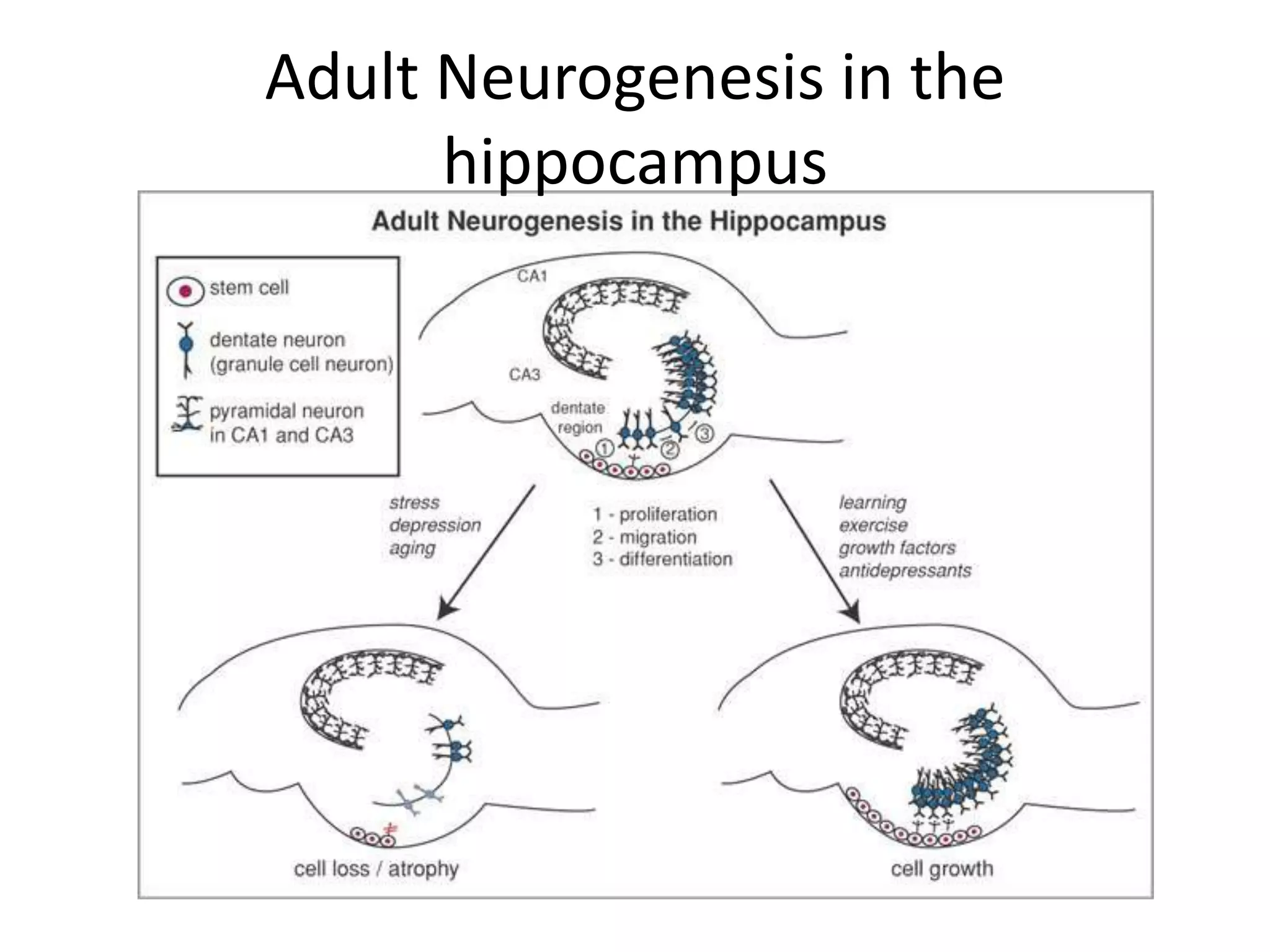 Adult Neurogenesis in the
      hippocampus
 
