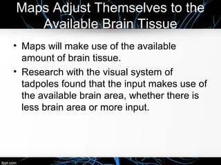 Less Brain Tissue Neuroplasticity of brain | PPT