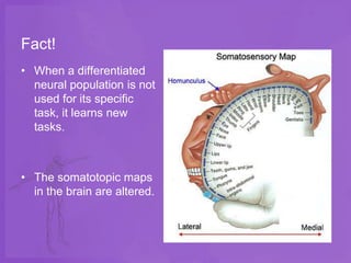 Fact!
• When a differentiated
  neural population is not
  used for its specific
  task, it learns new
  tasks.



• The somatotopic maps
  in the brain are altered.
 