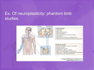 Ex. Of neuroplasticity: phantom limb
studies.




.
 