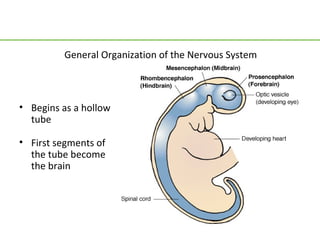 General Organization of the Nervous System



• Begins as a hollow
  tube

• First segments of
  the tube become
  the brain
 