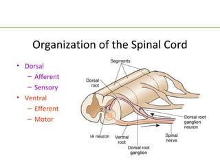 Organization of the Spinal Cord
• Dorsal
   – Afferent
   – Sensory
• Ventral
   – Efferent
   – Motor
 