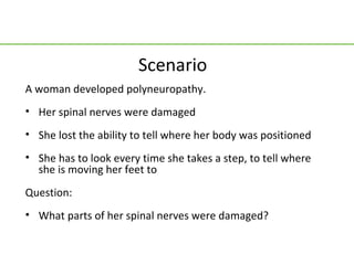 Scenario
A woman developed polyneuropathy.
• Her spinal nerves were damaged
• She lost the ability to tell where her body was positioned
• She has to look every time she takes a step, to tell where
  she is moving her feet to
Question:
• What parts of her spinal nerves were damaged?
 