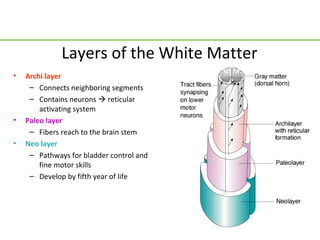 Layers of the White Matter
•   Archi layer
     – Connects neighboring segments
     – Contains neurons  reticular
        activating system
•   Paleo layer
     – Fibers reach to the brain stem
•   Neo layer
     – Pathways for bladder control and
        fine motor skills
     – Develop by fifth year of life
 