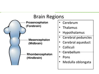 Brain Regions
          •   Cerebrum
          •   Thalamus
          •   Hypothalamus
          •   Cerebral peduncles
          •   Cerebral aqueduct
          •   Colliculi
          •   Cerebellum
          •   Pons
          •   Medulla oblongata
 