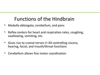 Functions of the Hindbrain
• Medulla oblongata, cerebellum, and pons

• Reflex centers for heart and respiration rates, coughing,
  swallowing, vomiting, etc.

• Gives rise to cranial nerves V–XII controlling viscera,
  hearing, facial, and mouth/throat functions

• Cerebellum allows fine motor coordination
 