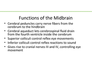 Functions of the Midbrain
• Cerebral peduncles carry nerve fibers from the
  cerebrum to the hindbrain
• Cerebral aqueduct lets cerebrospinal fluid drain
  from the fourth ventricle inside the cerebrum
• Superior colliculi control reflex eye movements
• Inferior colliculi control reflex reactions to sound
• Gives rise to cranial nerves III and IV, controlling eye
  movement
 