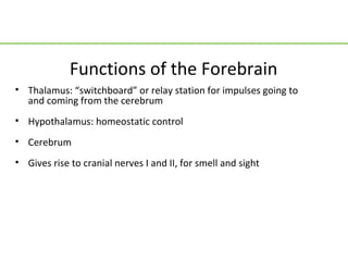Functions of the Forebrain
• Thalamus: “switchboard” or relay station for impulses going to
  and coming from the cerebrum
• Hypothalamus: homeostatic control
• Cerebrum
• Gives rise to cranial nerves I and II, for smell and sight
 