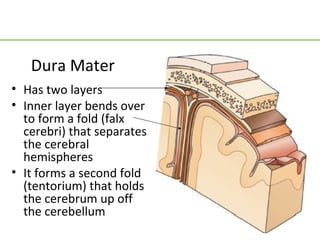 Dura Mater
• Has two layers
• Inner layer bends over
  to form a fold (falx
  cerebri) that separates
  the cerebral
  hemispheres
• It forms a second fold
  (tentorium) that holds
  the cerebrum up off
  the cerebellum
 