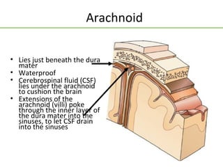 Arachnoid

• Lies just beneath the dura
  mater
• Waterproof
• Cerebrospinal fluid (CSF)
  lies under the arachnoid
  to cushion the brain
• Extensions of the
  arachnoid (villi) poke
  through the inner layer of
  the dura mater into the
  sinuses, to let CSF drain
  into the sinuses
 