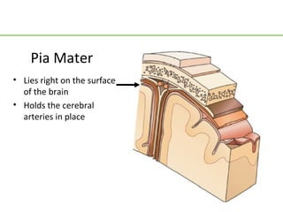 Pia Mater
• Lies right on the surface
  of the brain
• Holds the cerebral
  arteries in place
 