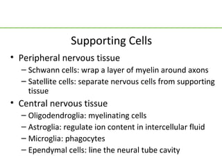 Supporting Cells
• Peripheral nervous tissue
  – Schwann cells: wrap a layer of myelin around axons
  – Satellite cells: separate nervous cells from supporting
    tissue
• Central nervous tissue
  – Oligodendroglia: myelinating cells
  – Astroglia: regulate ion content in intercellular fluid
  – Microglia: phagocytes
  – Ependymal cells: line the neural tube cavity
 