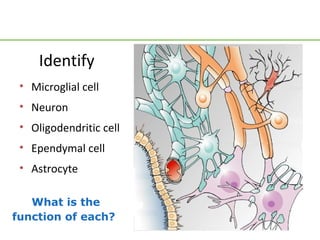 Identify
 • Microglial cell
 • Neuron
 • Oligodendritic cell
 • Ependymal cell
 • Astrocyte

   What is the
function of each?
 