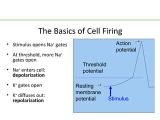 The Basics of Cell Firing
• Stimulus opens Na+ gates                    Action
                                              potential
• At threshold, more Na+
  gates open
                               Threshold
• Na+ enters cell:             potential
  depolarization
• K+ gates open              Resting
• K+ diffuses out:           membrane
  repolarization             potential     Stimulus
 