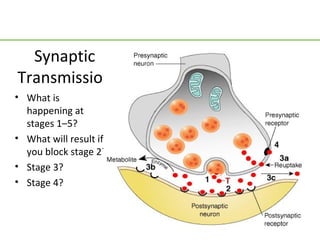 Synaptic
Transmission
• What is
  happening at
  stages 1–5?
• What will result if
  you block stage 2?
• Stage 3?
• Stage 4?
 