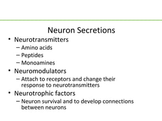 Neuron Secretions
• Neurotransmitters
  – Amino acids
  – Peptides
  – Monoamines
• Neuromodulators
  – Attach to receptors and change their
    response to neurotransmitters
• Neurotrophic factors
  – Neuron survival and to develop connections
    between neurons
 