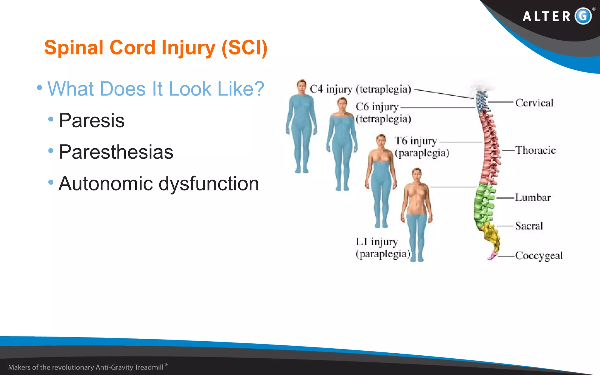 Spinal Cord Injury (SCI)
• What Does It Look Like?
• Paresis
• Paresthesias
• Autonomic dysfunction
 