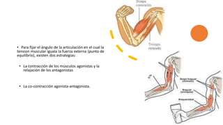 • Para fijar el ángulo de la articulación en el cual la
tension muscular iguala la fuerza externa (punto de
equilibrio), existen dos estrategias:
• La contracción de los músculos agonistas y la
relajación de los antagonistas
• La co-contracción agonista-antagonista.
 
