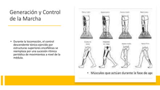 Generación y Control
de la Marcha
• Durante la locomoción, el control
descendente tónico ejercido por
estructuras superiores encefálicas se
reemplaza por una sucesión rítmica
periódica de movimientos a nivel de la
médula.
 