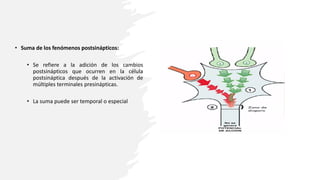 • Suma de los fenómenos postsinápticos:
• Se refiere a la adición de los cambios
postsinápticos que ocurren en la célula
postsináptica después de la activación de
múltiples terminales presinápticas.
• La suma puede ser temporal o especial
 