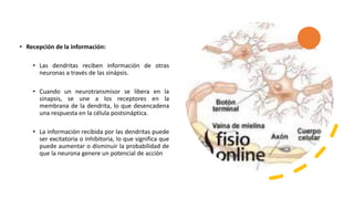 • Recepción de la información:
• Las dendritas reciben información de otras
neuronas a través de las sinápsis.
• Cuando un neurotransmisor se libera en la
sinapsis, se une a los receptores en la
membrana de la dendrita, lo que desencadena
una respuesta en la célula postsináptica.
• La información recibida por las dendritas puede
ser excitatoria o inhibitoria, lo que significa que
puede aumentar o disminuir la probabilidad de
que la neurona genere un potencial de acción
 