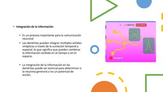 • Integración de la información
• Es un proceso importante para la comunicación
neuronal
• Las dendritas pueden integrar múltiples señales
sinápticas a través de la sumación temporal y
espacial, lo que significa que pueden combinar
la información recibida en el tiempo o en el
espacio.
• La integración de la información en las
dendritas puede ser esencial para determinar si
la neurona generará o no un potencial de
acción.
 