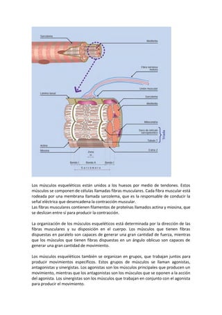 Los músculos esqueléticos están unidos a los huesos por medio de tendones. Estos
músculos se componen de células llamadas fibras musculares. Cada fibra muscular está
rodeada por una membrana llamada sarcolema, que es la responsable de conducir la
señal eléctrica que desencadena la contracción muscular.
Las fibras musculares contienen filamentos de proteínas llamados actina y miosina, que
se deslizan entre sí para producir la contracción.
La organización de los músculos esqueléticos está determinada por la dirección de las
fibras musculares y su disposición en el cuerpo. Los músculos que tienen fibras
dispuestas en paralelo son capaces de generar una gran cantidad de fuerza, mientras
que los músculos que tienen fibras dispuestas en un ángulo oblicuo son capaces de
generar una gran cantidad de movimiento.
Los músculos esqueléticos también se organizan en grupos, que trabajan juntos para
producir movimientos específicos. Estos grupos de músculos se llaman agonistas,
antagonistas y sinergistas. Los agonistas son los músculos principales que producen un
movimiento, mientras que los antagonistas son los músculos que se oponen a la acción
del agonista. Los sinergistas son los músculos que trabajan en conjunto con el agonista
para producir el movimiento.
 