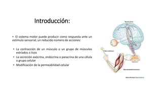 Introducción:
• El sistema motor puede producir como respuesta ante un
estímulo sensorial, un reducido número de acciones:
• La contracción de un músculo o un grupo de músculos
estriados o lisos
• La secreción exócrina, endocrina o paracrina de una célula
o grupo celular
• Modificación de la permeabilidad celular
 