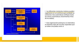 • Las diferentes conductas motoras pueden
organizarse en un continuo que va desde las
conductas más automáticas (reflejas) hasta
las menos automáticas (movimientos finos
de los dedos).
• Esta organización jerárquica se sistemática
en distintos tipos de circuitos separados que
se hallan vinculados entre si
 