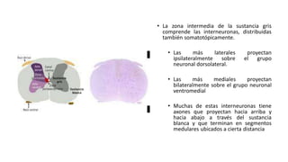 • La zona intermedia de la sustancia gris
comprende las interneuronas, distribuidas
también somatotópicamente.
• Las más laterales proyectan
ipsilateralmente sobre el grupo
neuronal dorsolateral.
• Las más mediales proyectan
bilateralmente sobre el grupo neuronal
ventromedial
• Muchas de estas interneuronas tiene
axones que proyectan hacia arriba y
hacia abajo a través del sustancia
blanca y que terminan en segmentos
medulares ubicados a cierta distancia
 