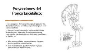 Proyecciones del
Tronco Encefálico:
• Con excepción del haz corticoespinal, todas las vías
descendentes hacia la médula espinal se originan en el
troncoencefálico
• Distintos grupos neuronales envían proyecciones
descendentes a los grupos de motoneuronas que
controlan las vías descendentes del tronco encefálico y
se dividen en:
• Vías ventromediales, que terminan en el grupo
ventromedial de motoneuronas
• Vías dorsolaterales, que terminan en el grupo
dorsolateral de motoneuronas
 