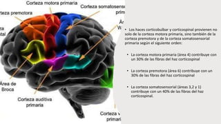 • Los haces corticobulbar y corticospinal provienen no
solo de la corteza motora primaria, sino también de la
corteza premotora y de la corteza somatosensorial
primaria según el siguiente orden:
• La corteza motora primaria (área 4) contribuye con
un 30% de las fibras del haz corticospinal
• La corteza premotora (área 6) contribuye con un
30% de las fibras del haz corticospinal
• La corteza somatosensorial (áreas 3,2 y 1)
contribuye con un 40% de las fibras del haz
corticospinal.
 