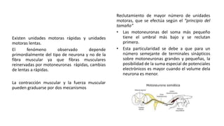 Existen unidades motoras rápidas y unidades
motoras lentas.
El fenómeno observado depende
primordialmente del tipo de neurona y no de la
fibra muscular ya que fibras musculares
reinervadas por motoneuronas rápidas, cambias
de lentas a rápidas.
La contracción muscular y la fuerza muscular
pueden graduarse por dos mecanismos
Reclutamiento de mayor número de unidades
motoras, que se efectúa según el “principio del
tamaño”
• Las motoneuronas del soma más pequeño
tiene el umbral más bajo y se reclutan
primero.
• Esta particularidad se debe a que para un
número semejante de terminales sinápticos
sobre motoneuronas grandes y pequeñas, la
posibilidad de la suma especial de potenciales
electrònicos es mayor cuando el volume dela
neurona es menor.
 
