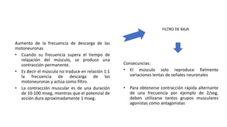Aumento de la frecuencia de descarga de las
motoneuronas
• Cuando su frecuencia supera el tiempo de
relajación del músculo, se produce una
contracción permanente.
• Es decir el músculo no traduce en relación 1:1
la frecuencia de descarga de las
motoneuronas y actúa como filtro.
• La contracción muscular es de una duración
de 10-100 mseg, mientras que el potencial de
acción dura aproximadamente 1 mseg.
FILTRO DE BAJA
Consecuncias:
• El músculo solo reproduce fielmente
variaciones lentas de señales neuronales
• Para obtenerse contracción rápida alternante
de una frecuencia por ejemplo de 2/seg,
deben utilizarse tantos grupos musculares
agonistas como antagonistas
 