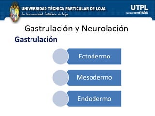 Gastrulación y Neurolación  