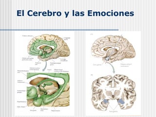 El Cerebro y las Emociones
 